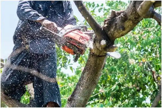 tree services Southlake